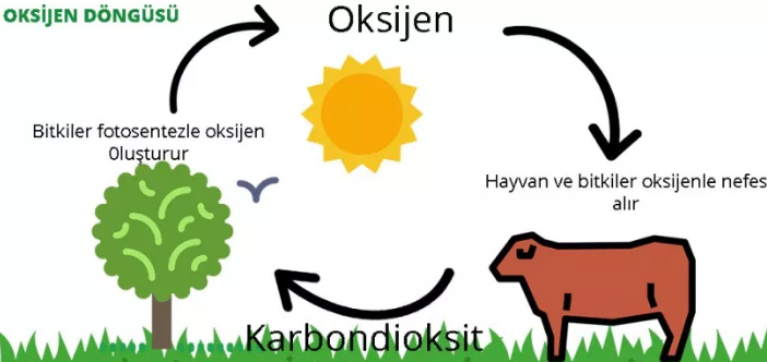 OKSİJEN DÖNGÜSÜ