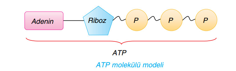 ATP