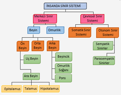 Sinir Sistemi SEMASI