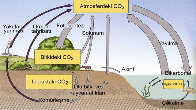 karbon döngüsü