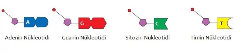 fen , fen bilimleri,fen notlari , fen notları