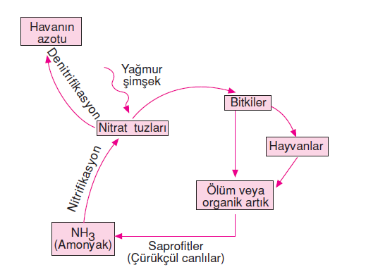 azot döngüsü