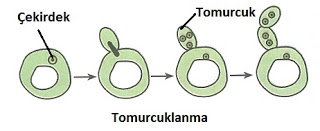 tomurcuklanarak üreme